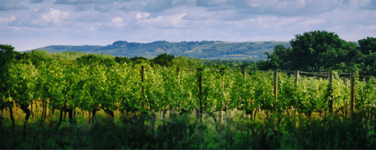 Ridgeview Wine Estate, Chardonnay Vineyard