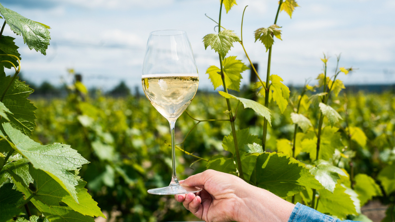 A glass of white sparkling wine held up above the Chardonnay vineyard at Ridgeview
